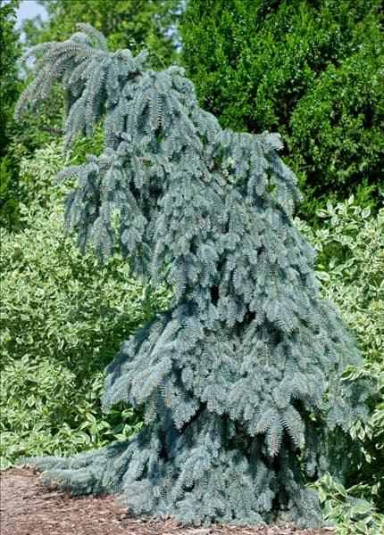 Picea pungens Glauca Slenderiana Pendula