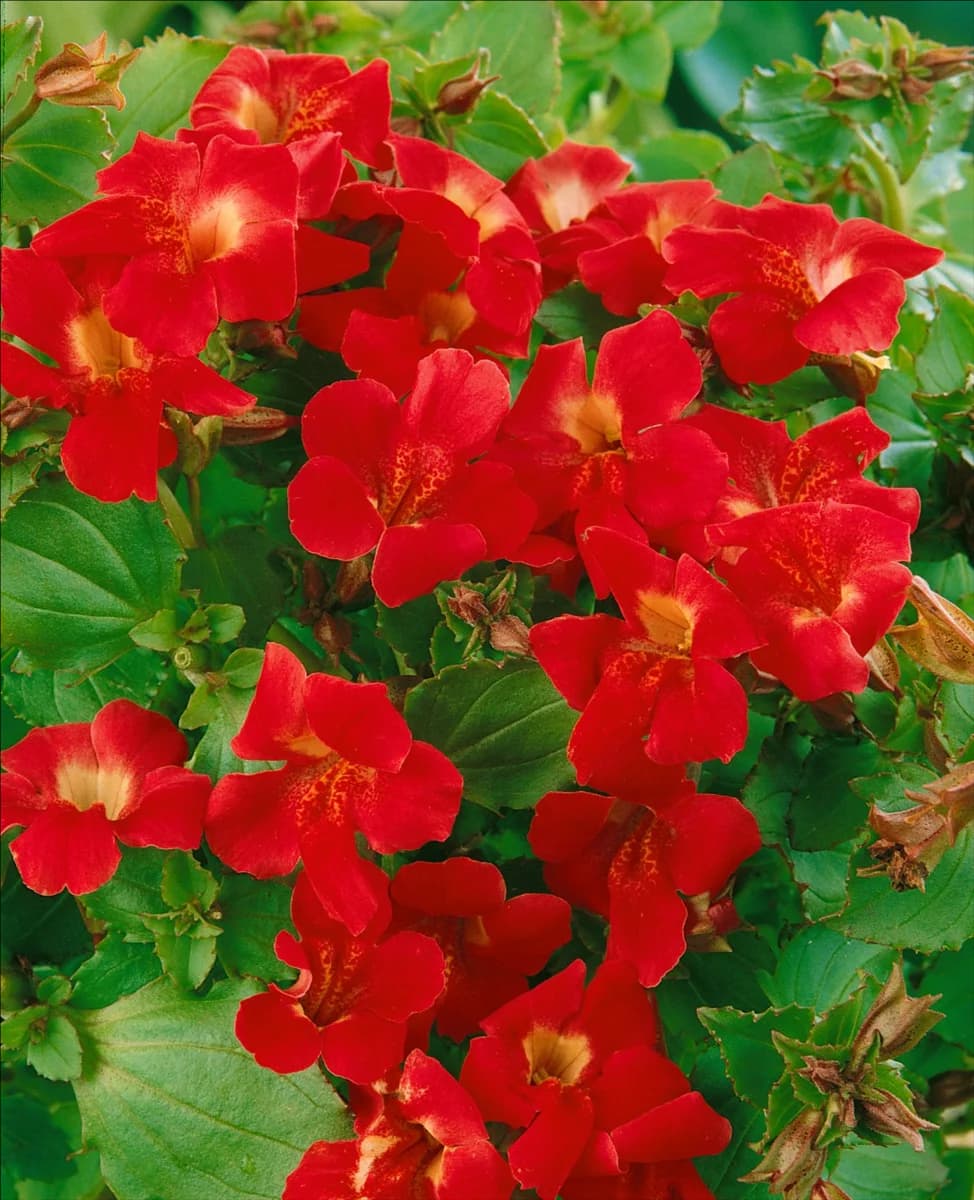 Mimulus Highland Red