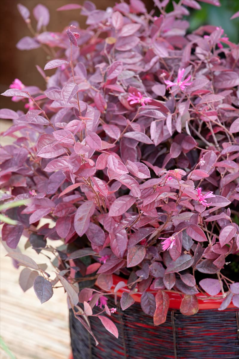 Loropetalum chinense Fire Dance
