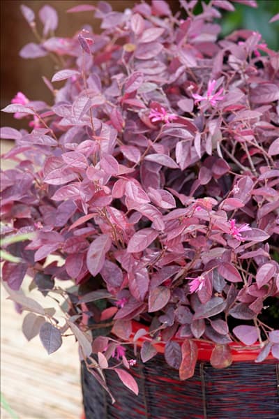 Loropetalum chinense Fire Dance