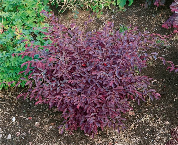 Loropetalum chinense Firedance