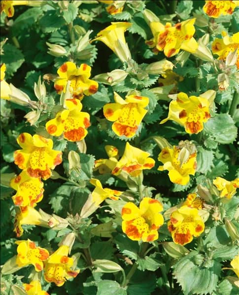 Mimulus Major Bees
