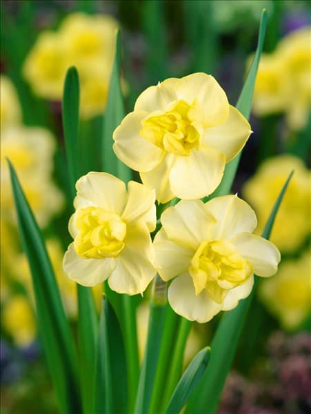 Narcissus Double Yellow Cheerfulness