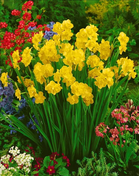 Narcissus Double Yellow Cheerfulness
