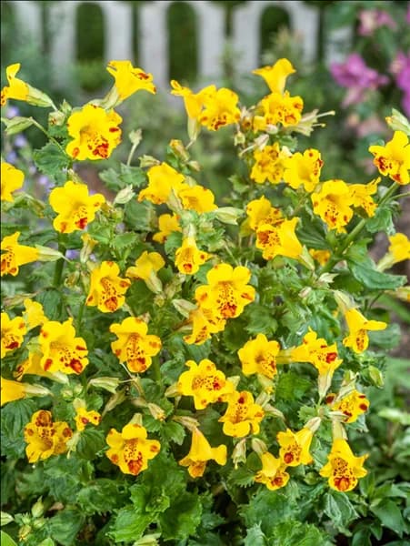 Mimulus Bees Major
