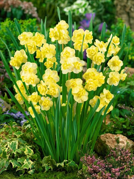 Narcissus Double Yellow Cheerfulness
