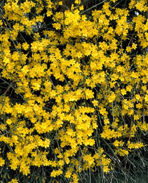 Jasminum nudiflorum
