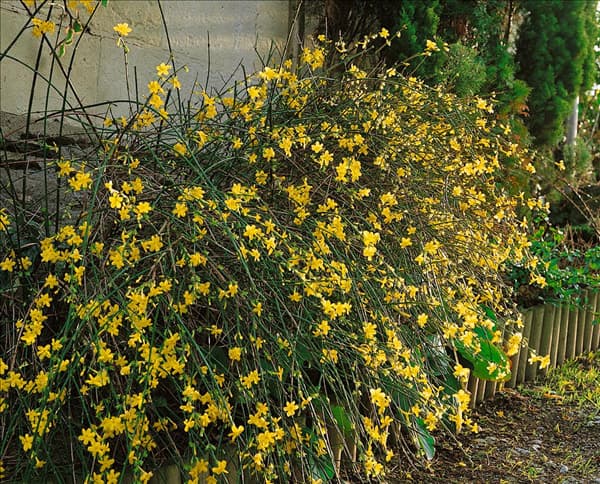 JASMINUM NUDIFLORUM