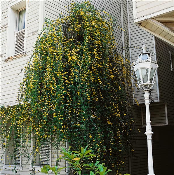 Jasminum nudiflorum