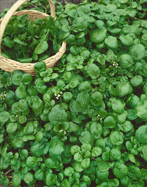 Nasturtium officinale