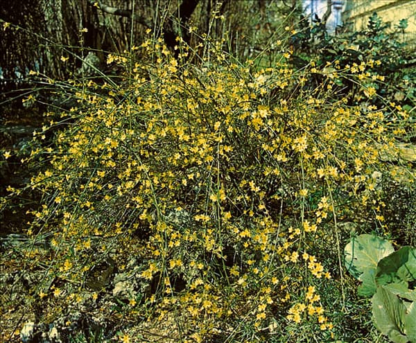 JASMINUM NUDIFLORUM