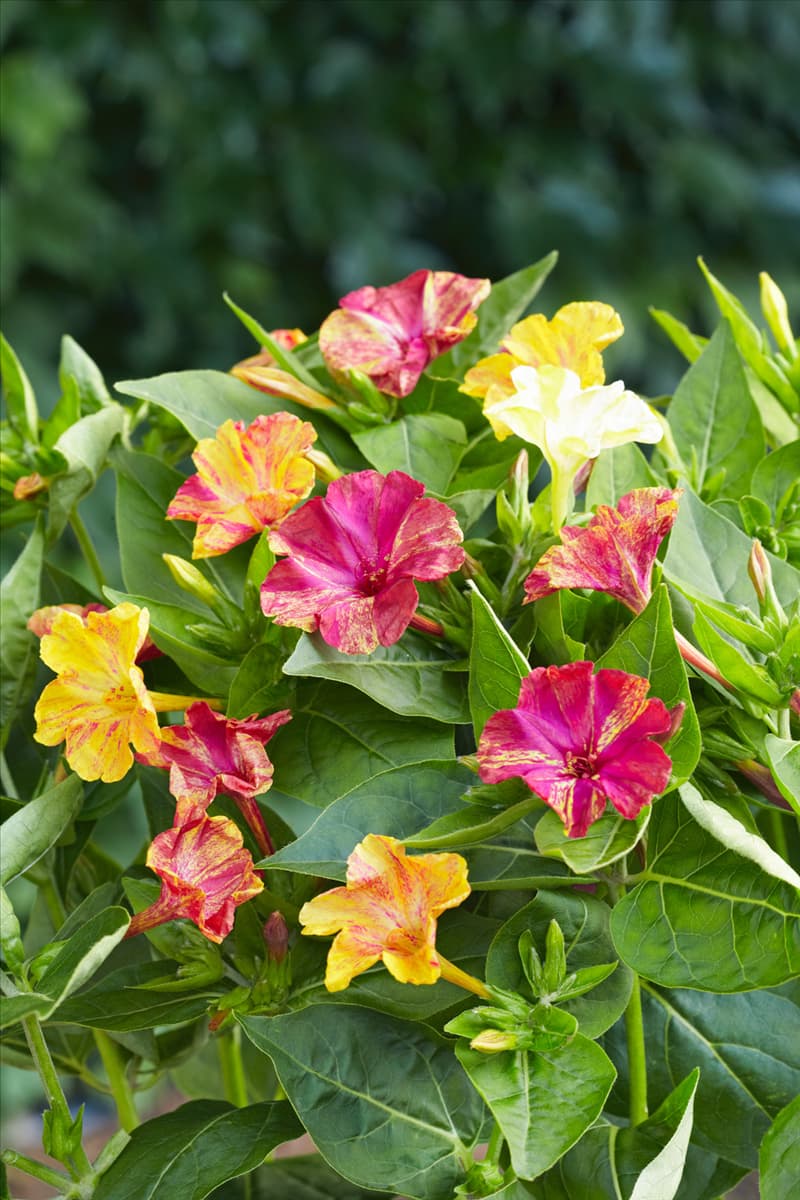 Mirabilis jalapa Marbles