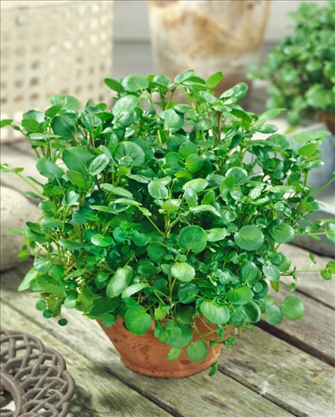 Nasturtium officinale
