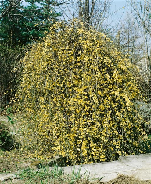JASMINUM NUDIFLORUM