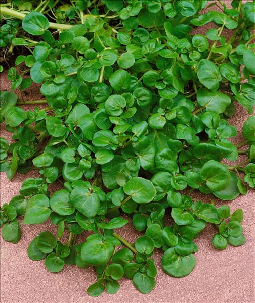 Nasturtium officinale