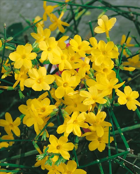 JASMINUM NUDIFLORUM