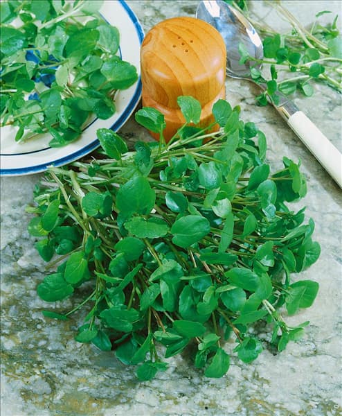 Nasturtium officinale