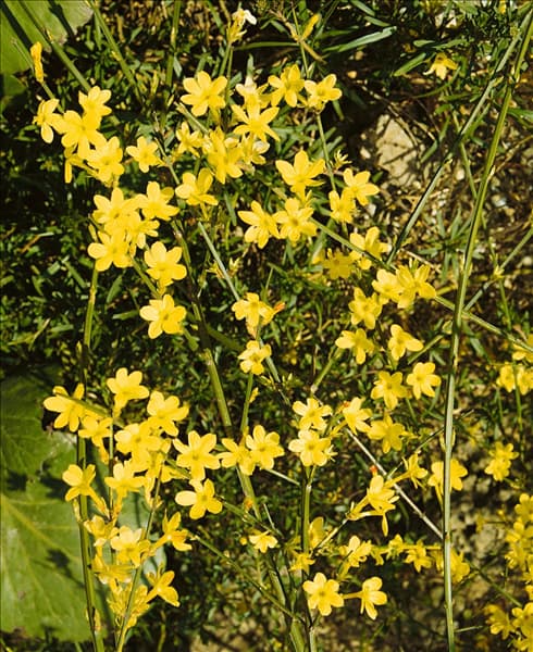 JASMINUM NUDIFLORUM