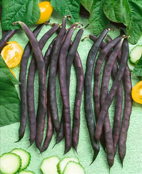 Stangenbohne / Phaseolus vulgaris var. vulgaris Blauhilde