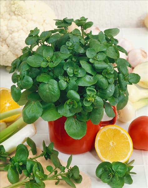 Nasturtium officinale