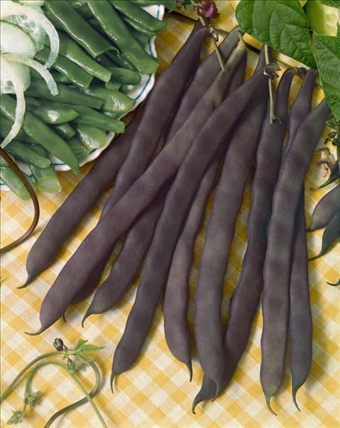 Stangenbohne / Phaseolus vulgaris var. vulgaris Blauhilde