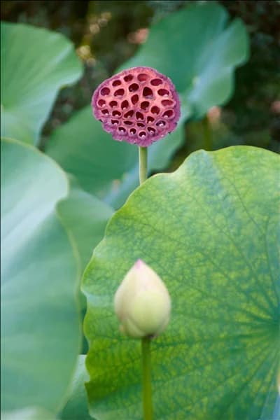 Nelumbo nucifera