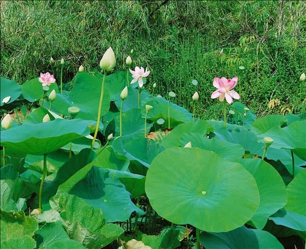 Nelumbo nucifera