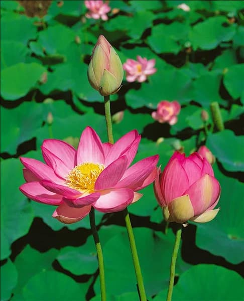 NELUMBO NUCIFERA KERMESINA