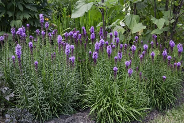 Liatris spicata