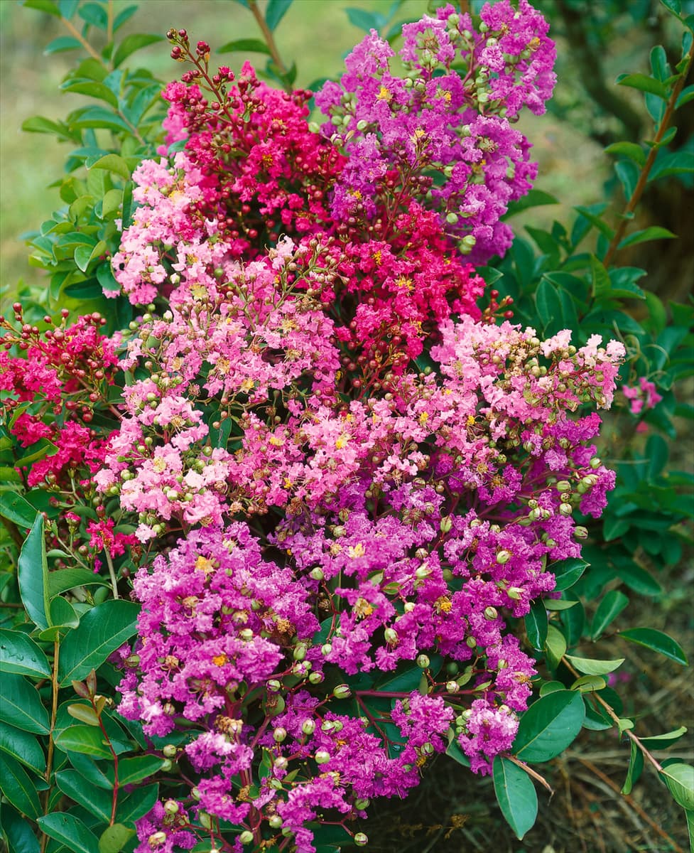 LAGERSTROEMIA INDICA MIXED