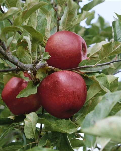 Apfel / Malus domestica Elstar / Empire