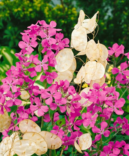 LUNARIA ANNUA HONESTY / MIX