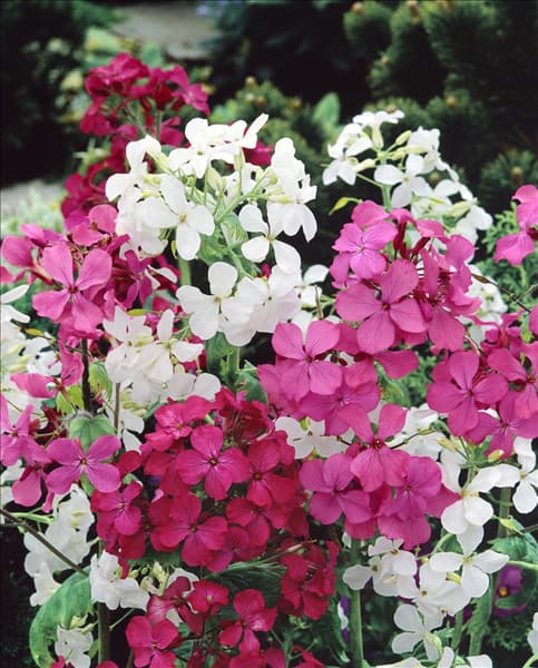 LUNARIA ANNUA / MIX