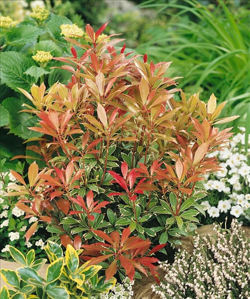 Pieris japonica Carnaval