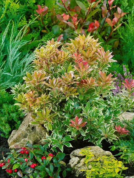 Pieris japonica Carnaval