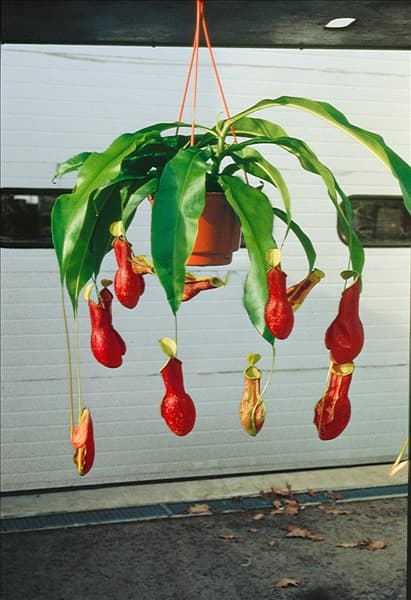 Nepenthes x coccinea in Blumenampel