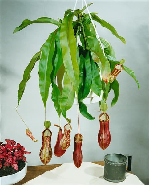 Nepenthes x coccinea in Blumenampel