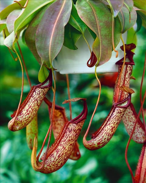 Nepenthes ventricosa