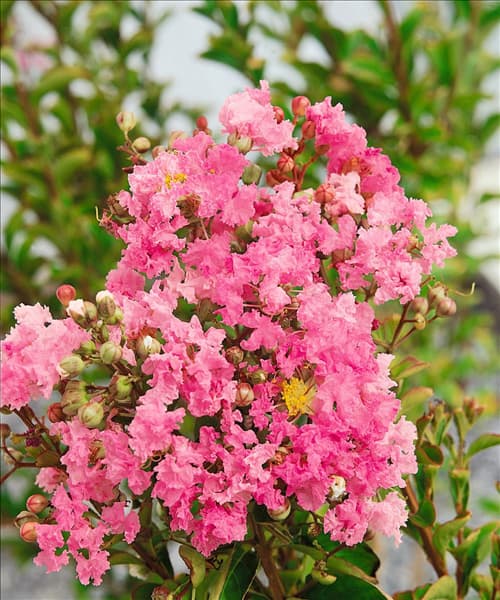 Lagerstroemia indica pink