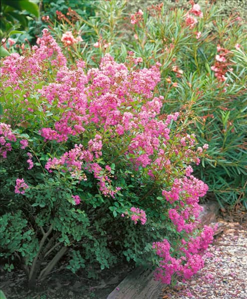 Lagerstroemia Dwarf Mauve