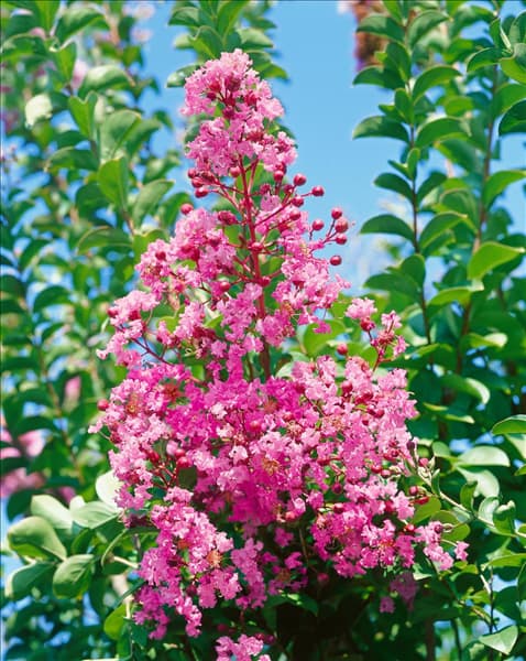 Lagerstroemia Eavesii
