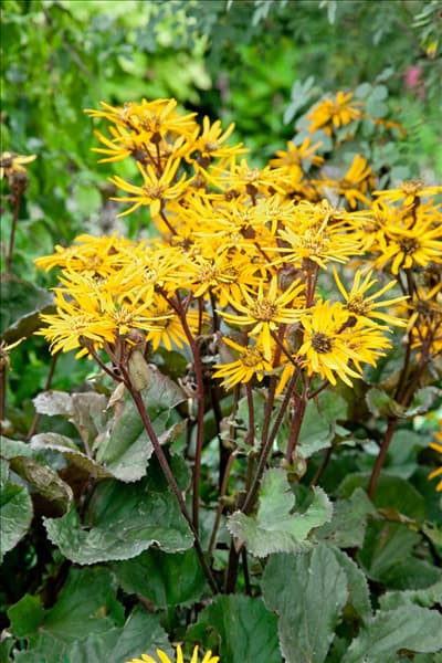 Ligularia dentata Britt-Marie Crawford ®