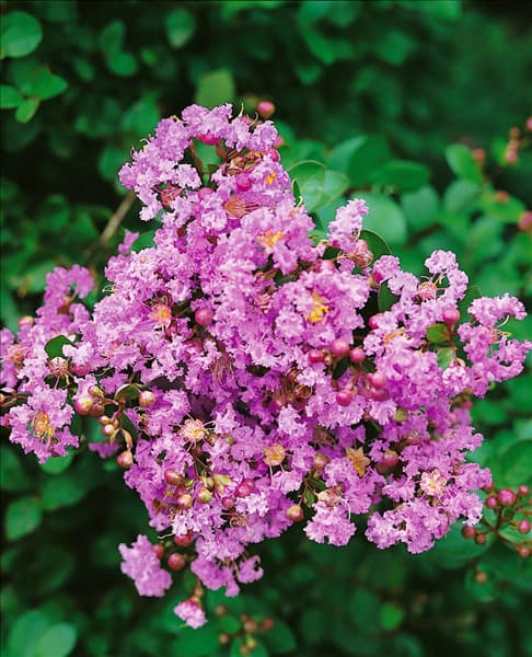 LAGERSTROEMIA DWARF MAUVE