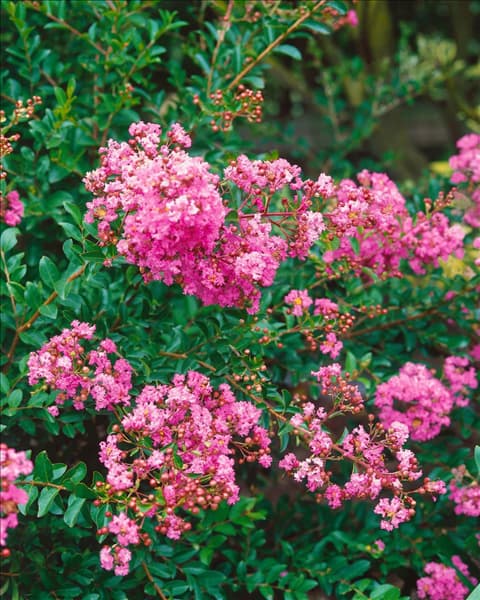 Lagerstroemia Dwarf Pink