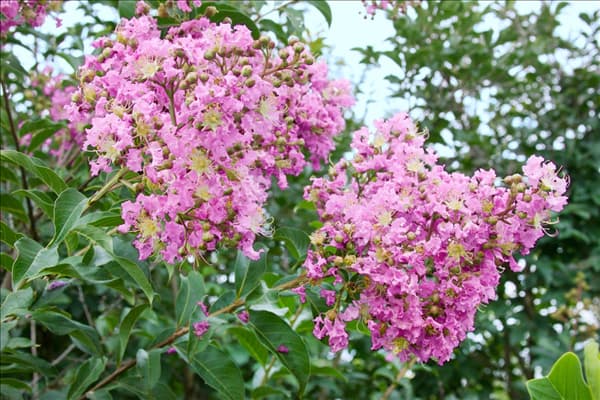 Lagerstroemia Apalachee