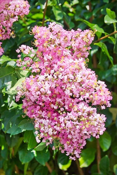 Lagerstroemia Muskogee