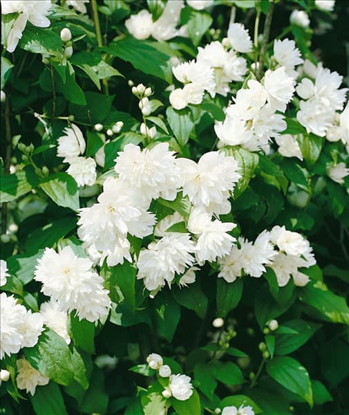 Philadelphus coronarius double