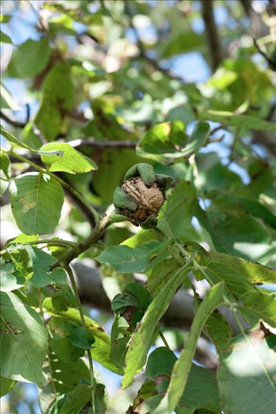Juglans regia subsp. regia Apollo