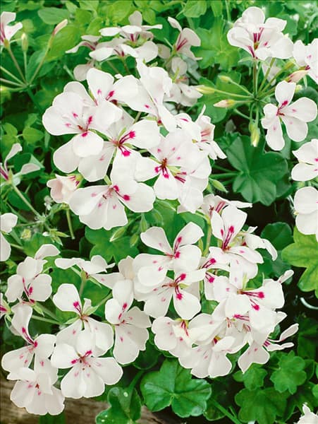 Pelargonium peltatum Belle Ville White