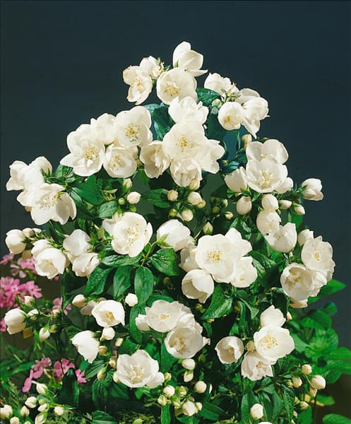 Philadelphus x virginalis